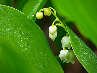Close-up of Lily of the Valley with Dew Drops on Green Leaves