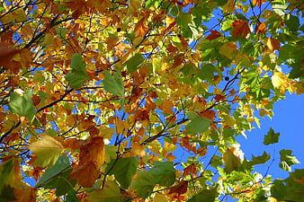 Autumn Maple Leaves Against Blue Sky