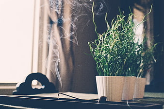 Smoking incense stick and green plant on wooden tray