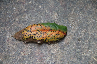 Decaying autumn leaf with black spots on concrete ground