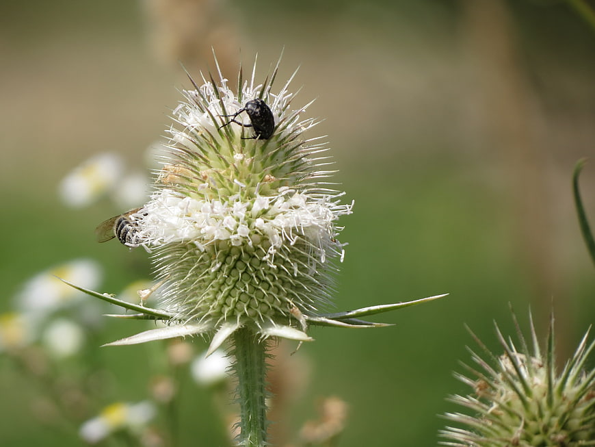 Close-up of Teasel Flower with Bee and Beetle