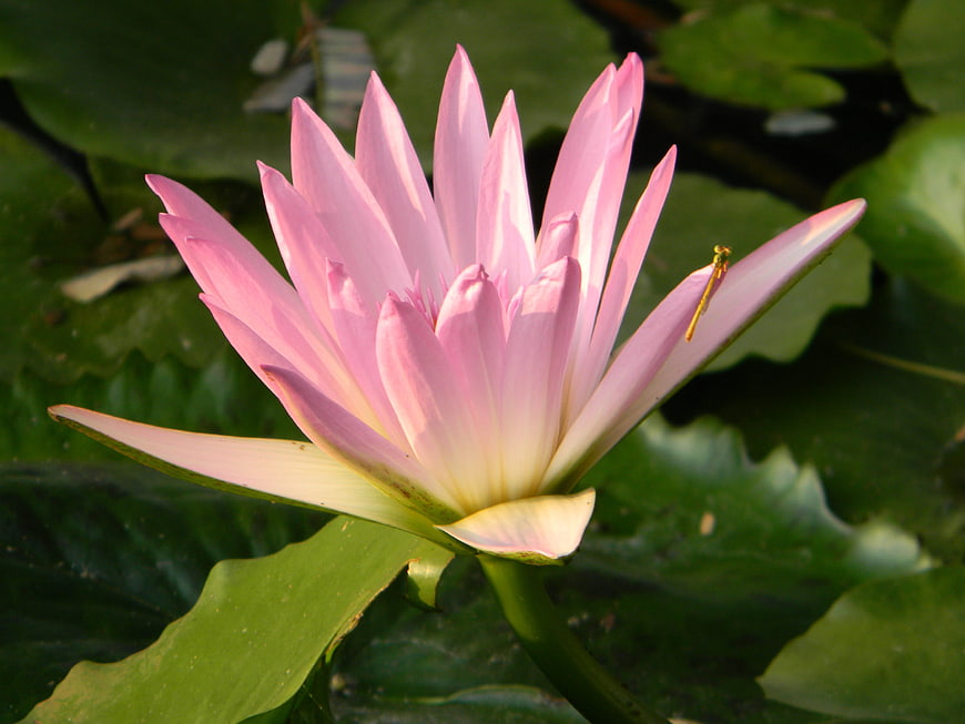 Pink Water Lily Bloom with Damselfly on Green Lily Pads
