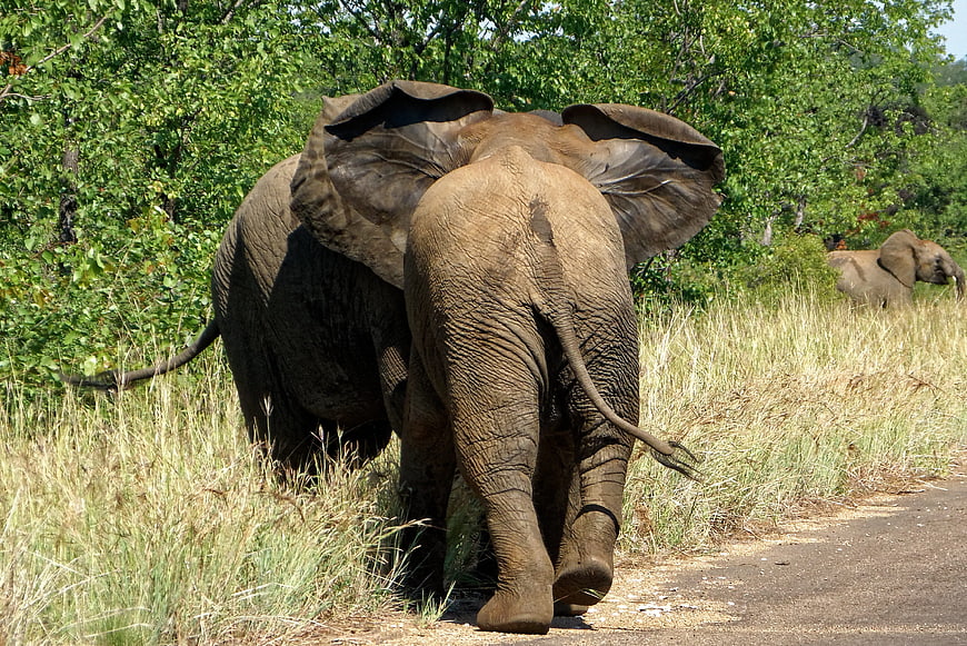 Elephants walking away on a dirt road in African savanna