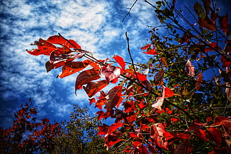 Vibrant red autumn leaves against a blue sky