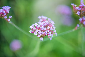 Close-up of purple verbena flowers with green bokeh background