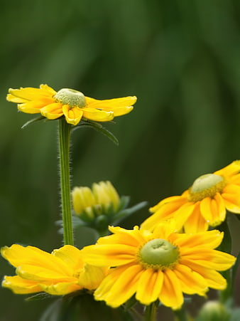 Close-up of bright yellow wildflowers with green background