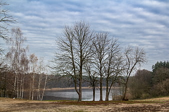Serene Lake Landscape with Bare Trees and Cloudy Sky