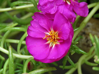 Close-up of vibrant pink Portulaca flower with yellow center