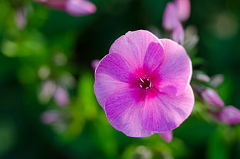 Close-up of vibrant pink phlox flower with green bokeh background