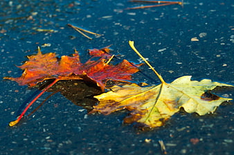 Wet autumn maple leaves on dark asphalt