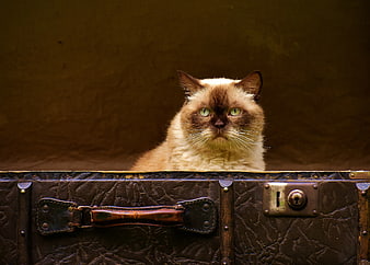 Siamese Cat Peeking Out of Vintage Leather Suitcase