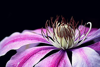 Close-up of purple clematis flower on black background