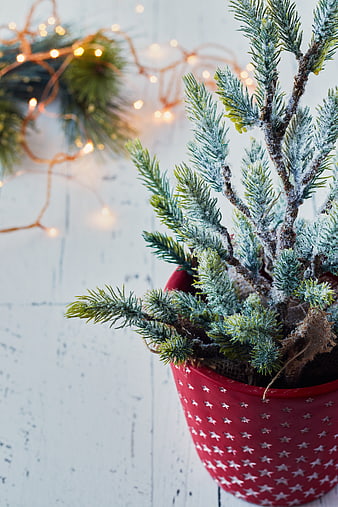Frosted Mini Christmas Tree in Red Star Pot