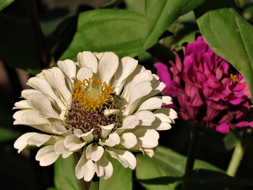 Close-up of white zinnia flower with yellow center and pink bloom