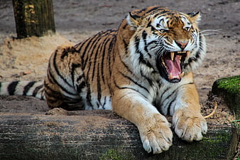 Aggressive Tiger Roaring on Log in Zoo Enclosure