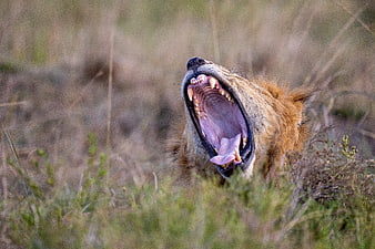 Lion yawning in tall grass with sharp teeth