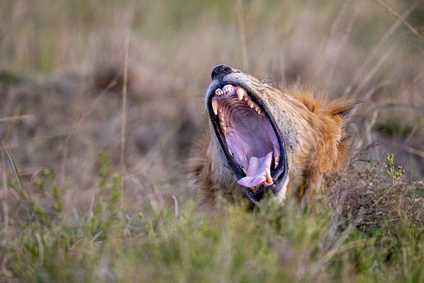 Lion yawning in tall grass with sharp teeth