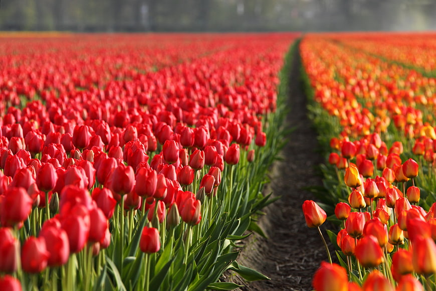 Vibrant Red and Orange Tulip Field Rows in Spring