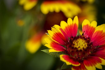 Close-up of vibrant red and yellow Gaillardia flower