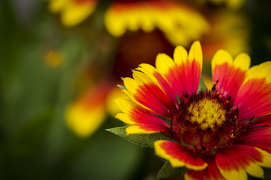 Close-up of vibrant red and yellow Gaillardia flower