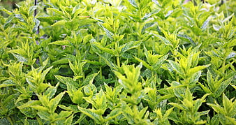 Close-up of Fresh Green Mint Plants in Garden
