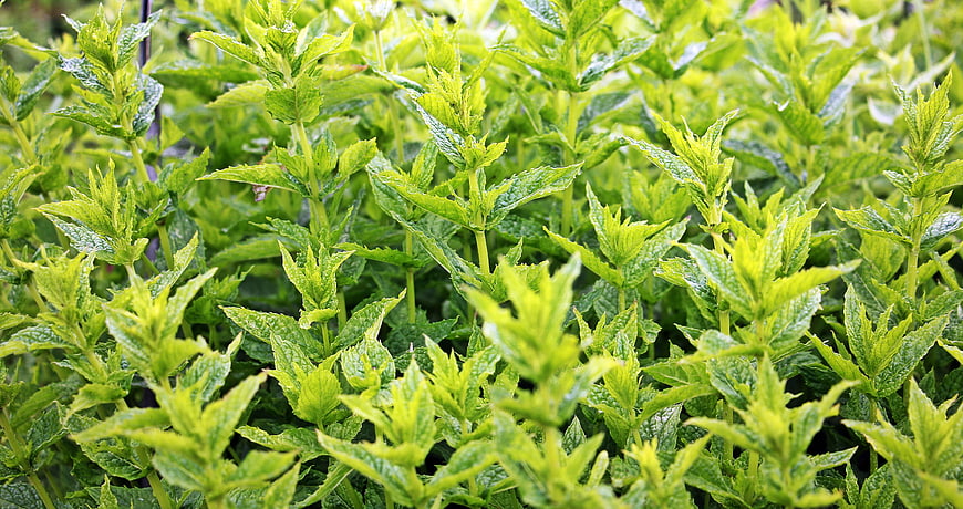 Close-up of Fresh Green Mint Plants in Garden
