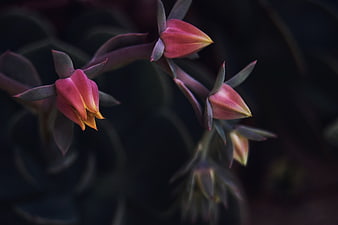Close-up of Pink Succulent Flower Buds on Dark Background