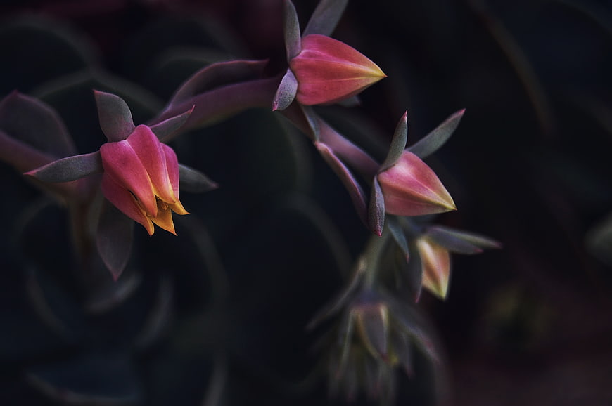 Close-up of Pink Succulent Flower Buds on Dark Background