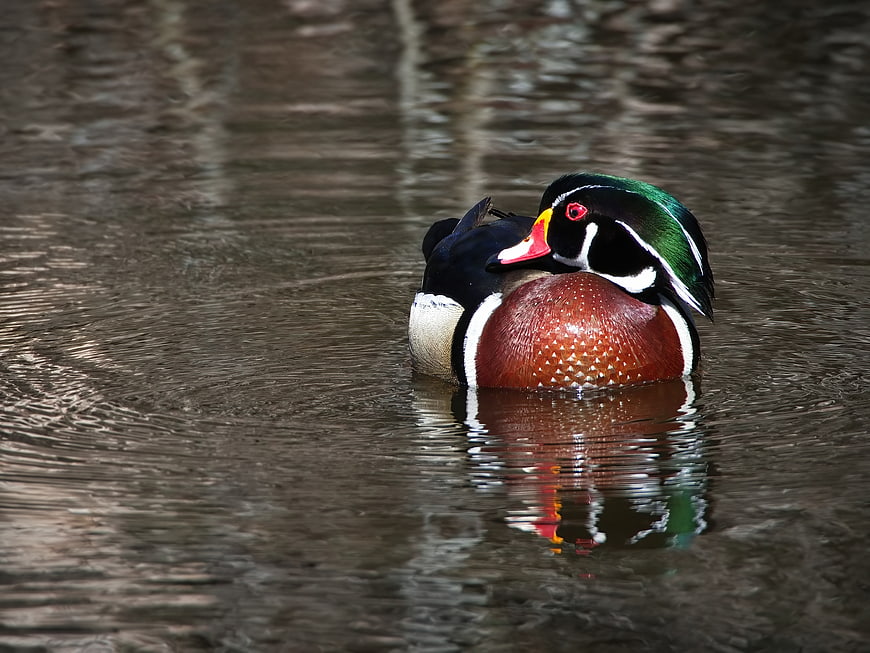Male Wood Duck Sleeping in Water