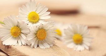 Fresh White Daisies on Wooden Surface