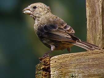 Close-up of a House Finch Perched on a Wooden Post