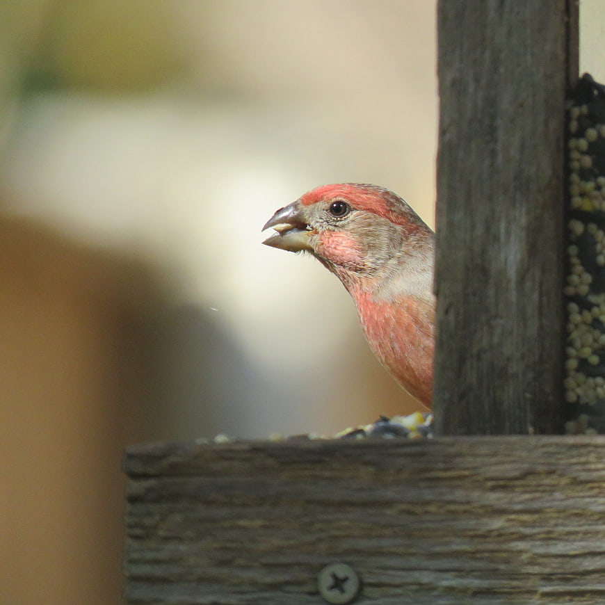 Male House Finch Eating Seeds at Wooden Bird Feeder