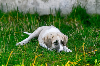White puppy lying in green grass with a sad expression