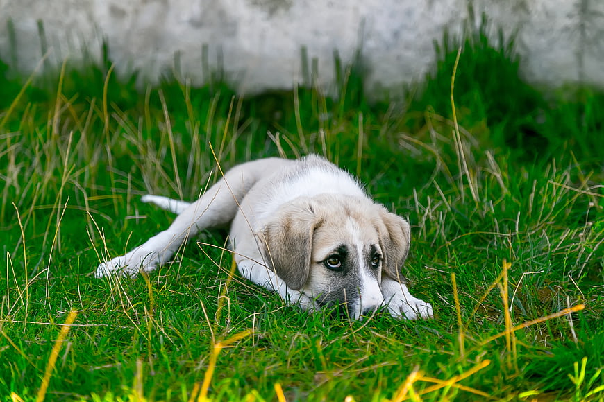 White puppy lying in green grass with a sad expression