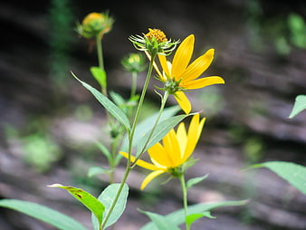 Yellow Wildflowers Blooming in Natural Forest Setting