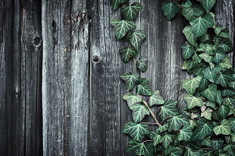 Green Ivy Leaves on Weathered Wooden Background