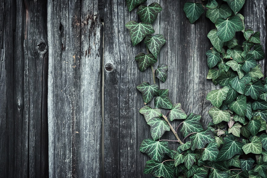 Green Ivy Leaves on Weathered Wooden Background