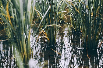 Close-up of green reeds and grasses in calm water