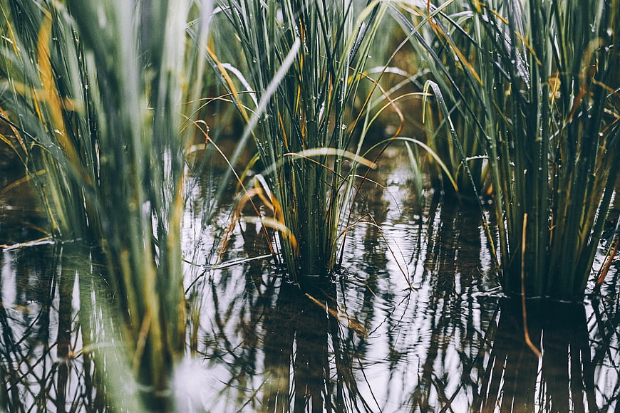 Close-up of green reeds and grasses in calm water
