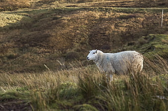 Lone White Sheep Standing in Golden Highland Pasture