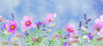 Pink cosmos flowers and lavender against blue sky background