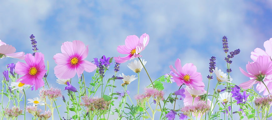 Pink cosmos flowers and lavender against blue sky background