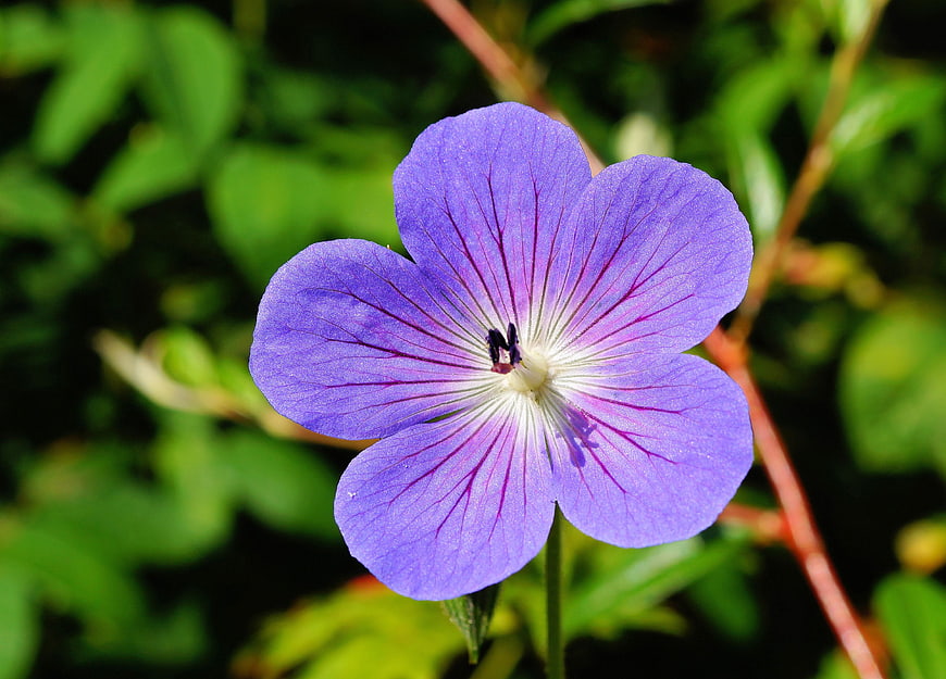 Close-up of a purple flower with green foliage background