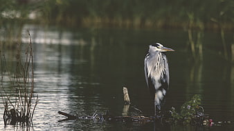 Grey Heron Standing on Log in Calm River