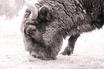 Black and white bison grazing in a field