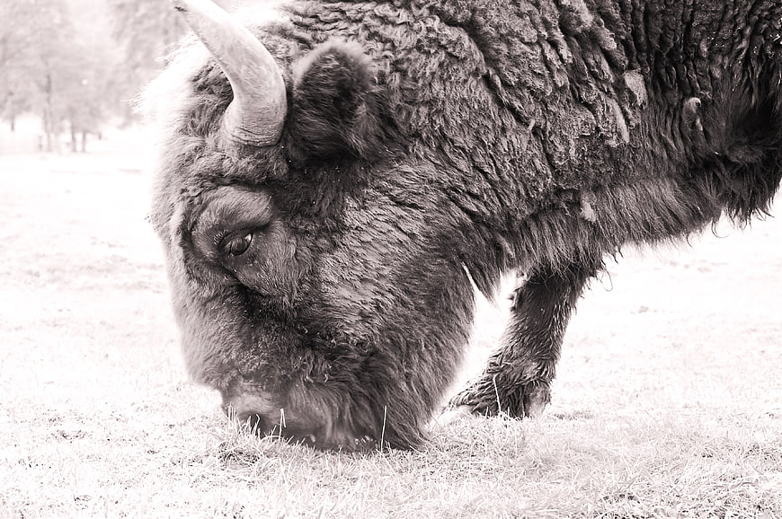 Black and white bison grazing in a field