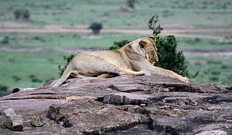 Lioness resting on rocky outcrop in African savanna