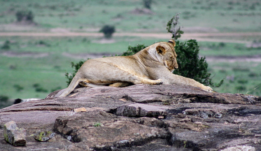 Lioness resting on rocky outcrop in African savanna
