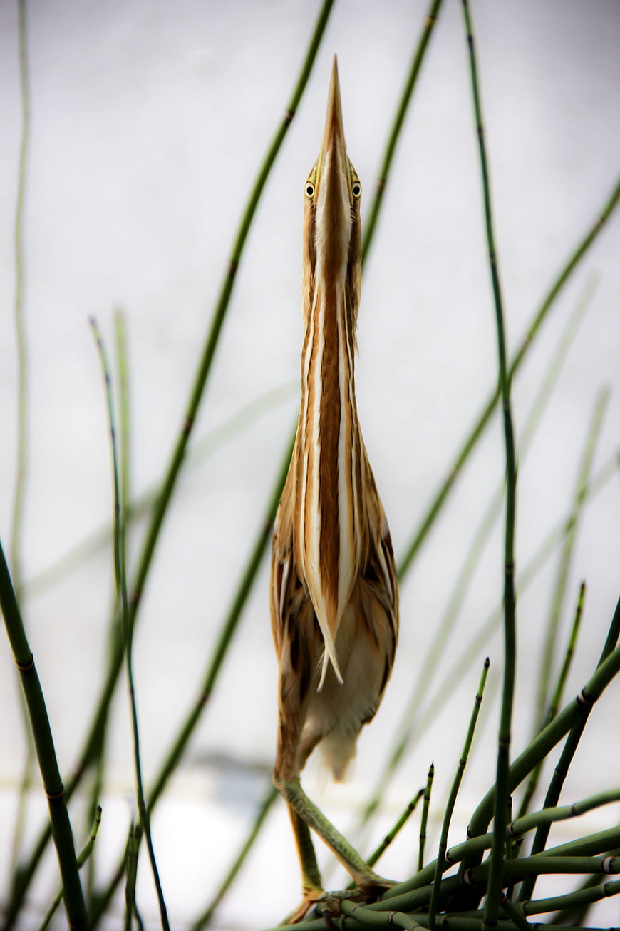 Yellow Bittern Bird Stretching Neck Upwards in Reeds