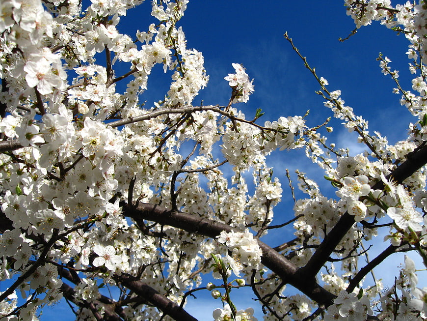 White Cherry Blossoms on Branches Against Blue Sky